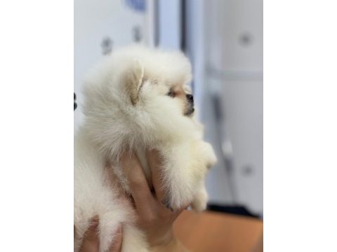 2 kilo bile olmayan bir mucize ayı surat teacup pomeranian