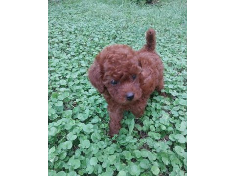 Çok tatlı teacup dişi poodle