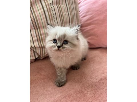 Pofuduk top kafa scottish fold yavrular