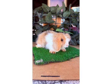 Hollanda lop ve cüce tavşanlarımız