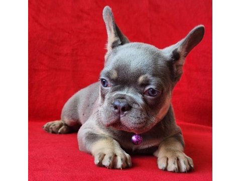 French bulldog yavrularımız