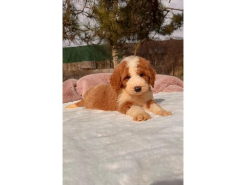 Show kalite giant (dev) poodle yavrular