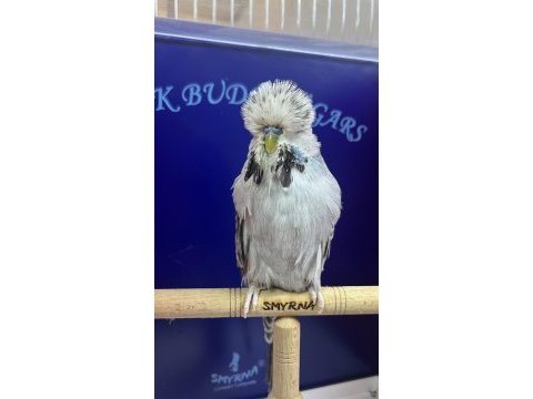 Show jumbo kuşlar takımlar isteyene yardımcı olurum