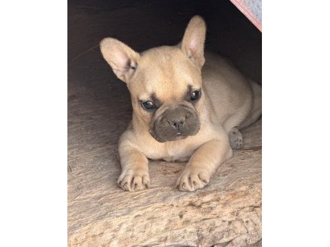 Çok acil son bir adet dişi french bulldog kalmıştır