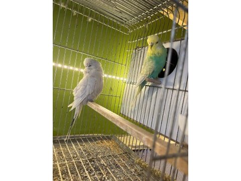 Show jumbo çift muhabbet kuşu