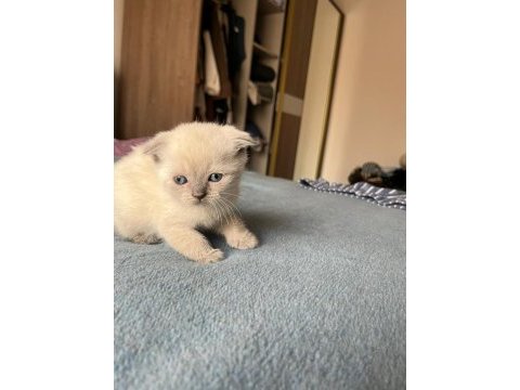 Yavru kedimi sahiplendirmek istiyorum