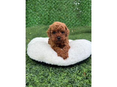 Ziyarete açık erkek dişi poodle bebekler 