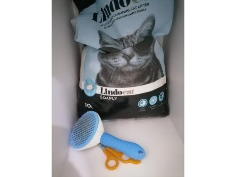 5 aylık british shorthair erkek