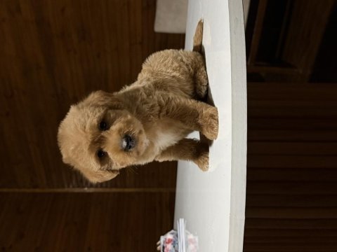 Maltipoo yavrular 