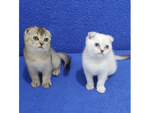 Scottish fold yavrularımız yeni yuvalarını arıyor