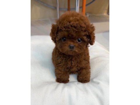 En güzel toy poodle bebek 