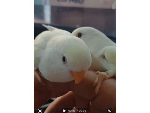 Cennet papağanı yavrusu