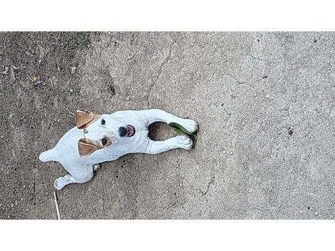 Jack russell terrier
