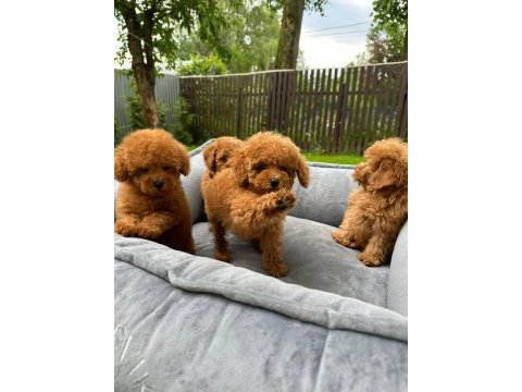 Toy poodle bebeklerimiz için ulaşın