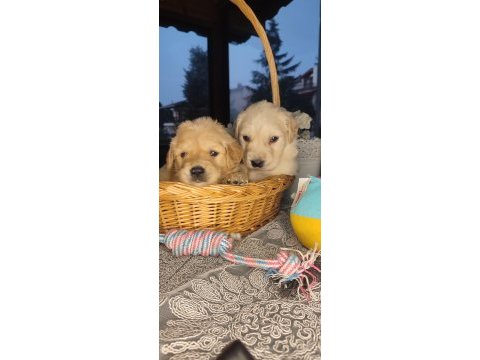 Baby face golden retriever bebekler