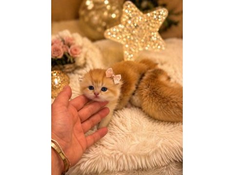 Golden british shorthair altın bebekler