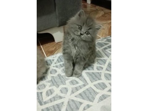 British longhair 25 mart doğumlu