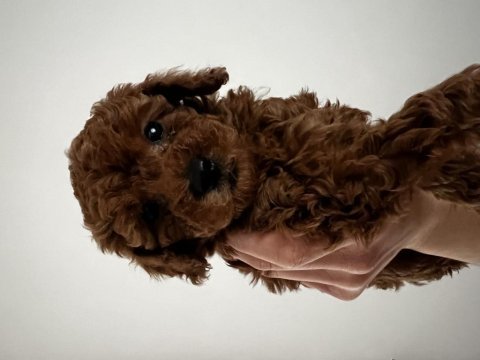 Toy poodle red brown safkan özel yavrular