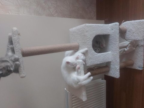Safkan british shorthair kedisi