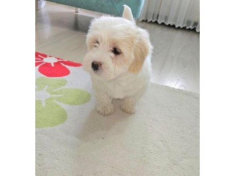 Maltipoo yavru