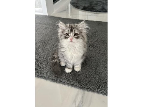 British longhair dişi