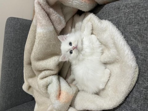 Lekesiz white british longhair