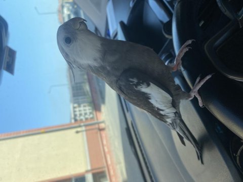 Evcil konuşan sultan papağanı