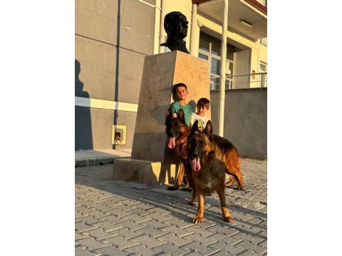 Üst düzey alman çoban köpeği yavru