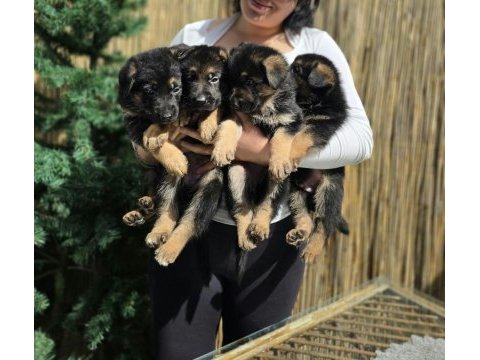 A şecereli safkan alman çoban köpeği yavrularımız