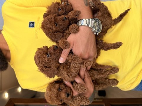 Toy poodle köpeklerim