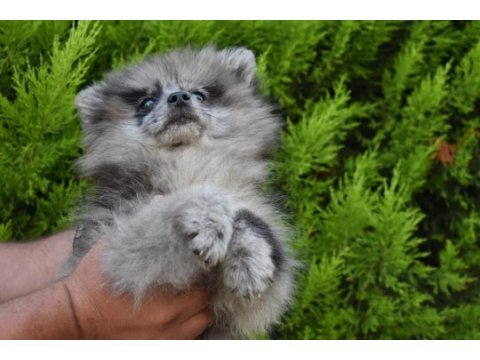 Blue merle pomeranian erkek yavrumuz