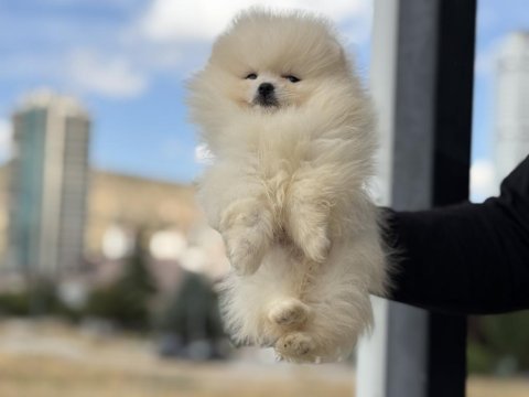 Ankarada ziyarete açık pomeranian boo yavrular