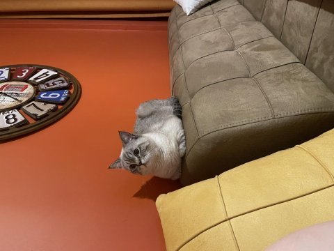 Sevgi yumağı küçük ayıcık british shorthair