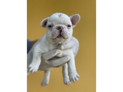 Irk garantili fransız bulldog yavrularımız