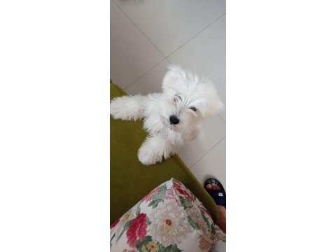 Yavru 0 numara terrier
