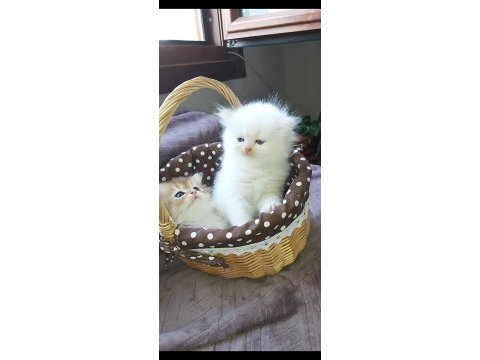 Safkan british longhair yavrular