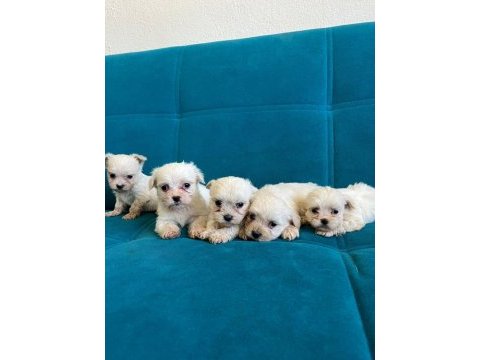 Kar beyaz maltese terrier bebekler