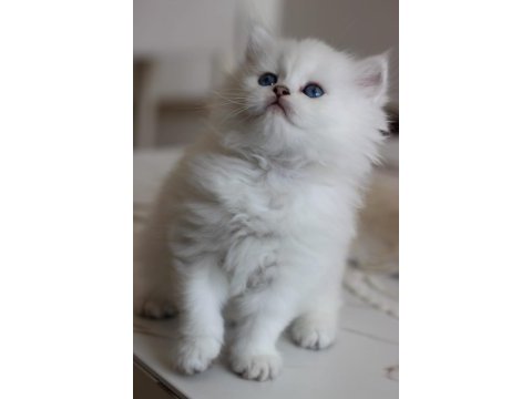 Show kalite british longhair