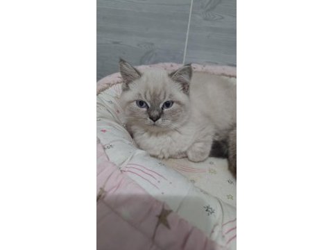 A kalite british shorthair yavrular