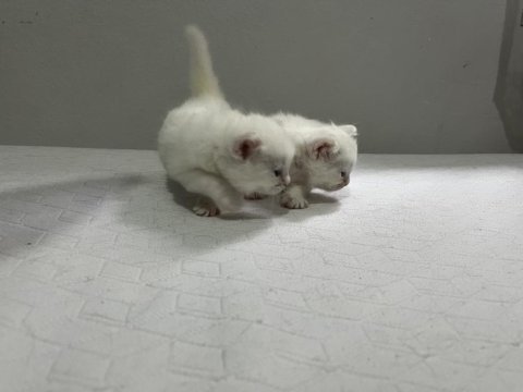 1 aylık erkek ankara kedisi