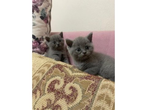 Safkan british shorthair yavrularımız yeni yuvalarına hazır