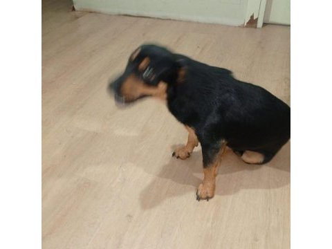 Rottweiler kırma ücretsiz