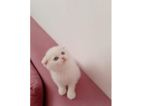 Scottish fold