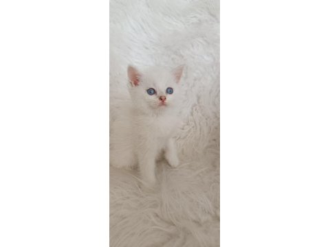 Acil bursa british shorthair ns 12 33 erkek yavru