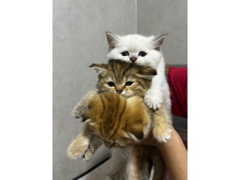 Safkan yavru british shorthair kedilerimiz elli günlük
