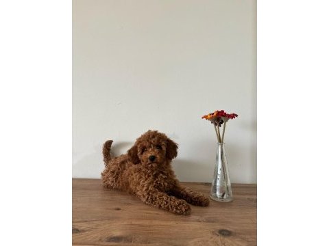 Uyguna aileden ufak boyutlu toy poodle