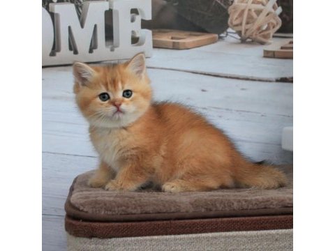 British shorthair yavruları