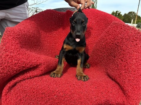 Doberman erkek