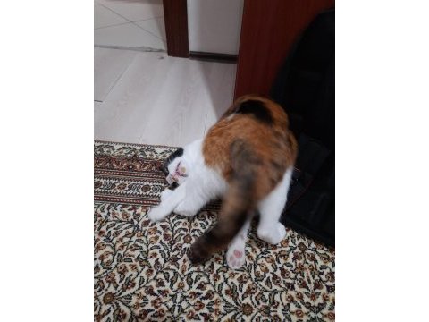 Edremit kedimizi sahiplendirme