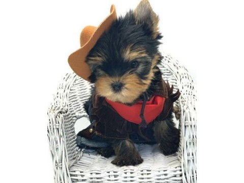 Teacup yorkshire terrier bebeklerimiz